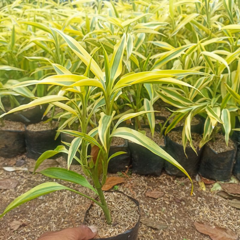 Tanaman Suji Kuning-Bambu Hoki