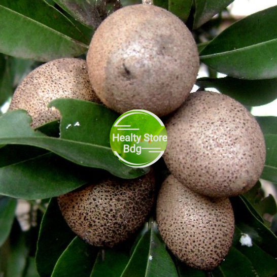 

Buah sawo muda pentil buah sawo mentah 1 kg