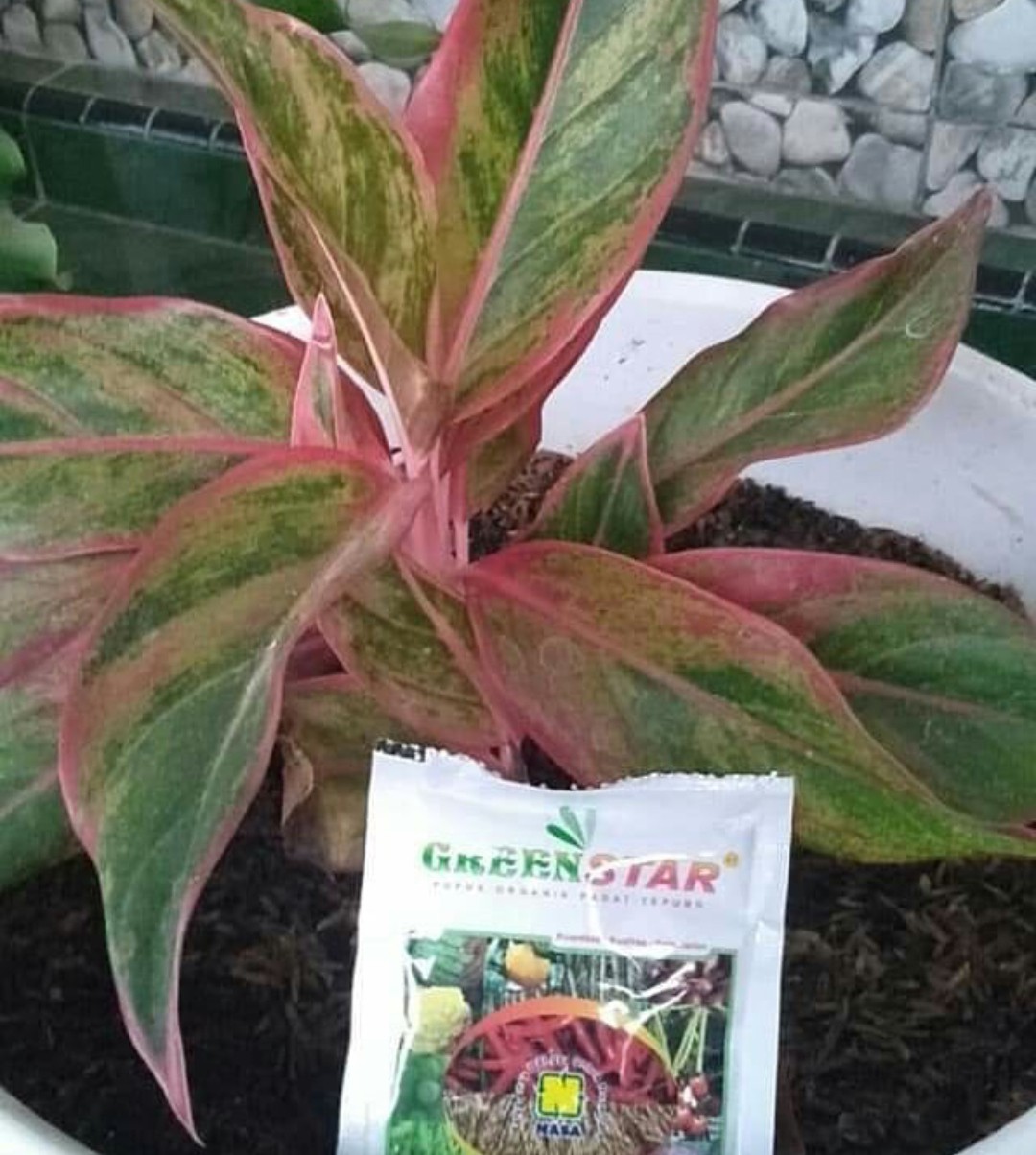 Greenstar Pupuk Organik Serbuk Multifungsi