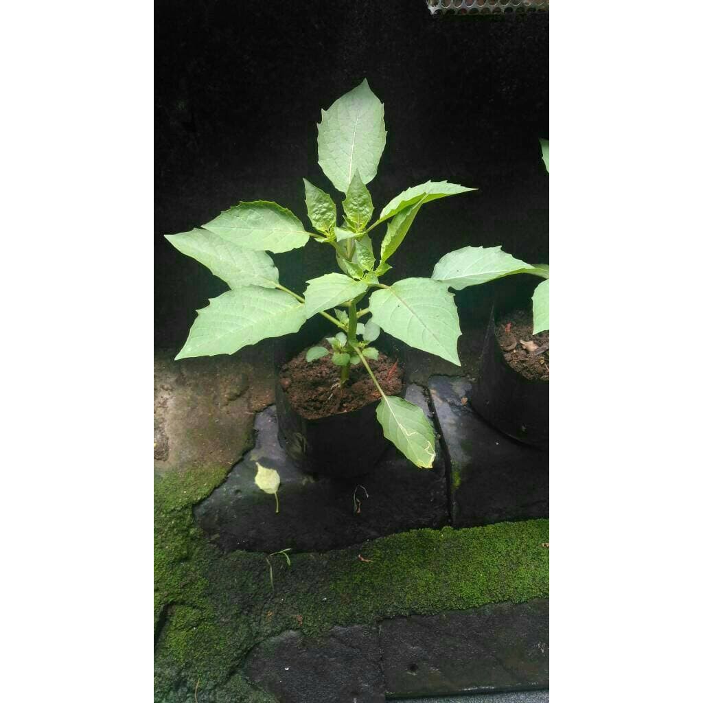 pohon ciplukan cecendet tanaman herbal cecenet tanaman ciplukan