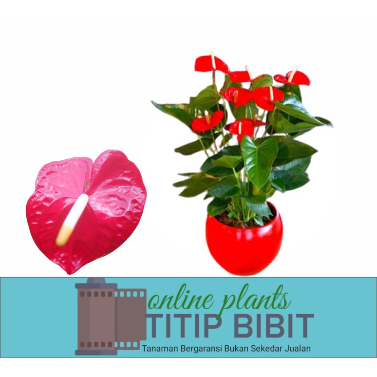 anthurium bangkok merah bibit tanaman hias bunga