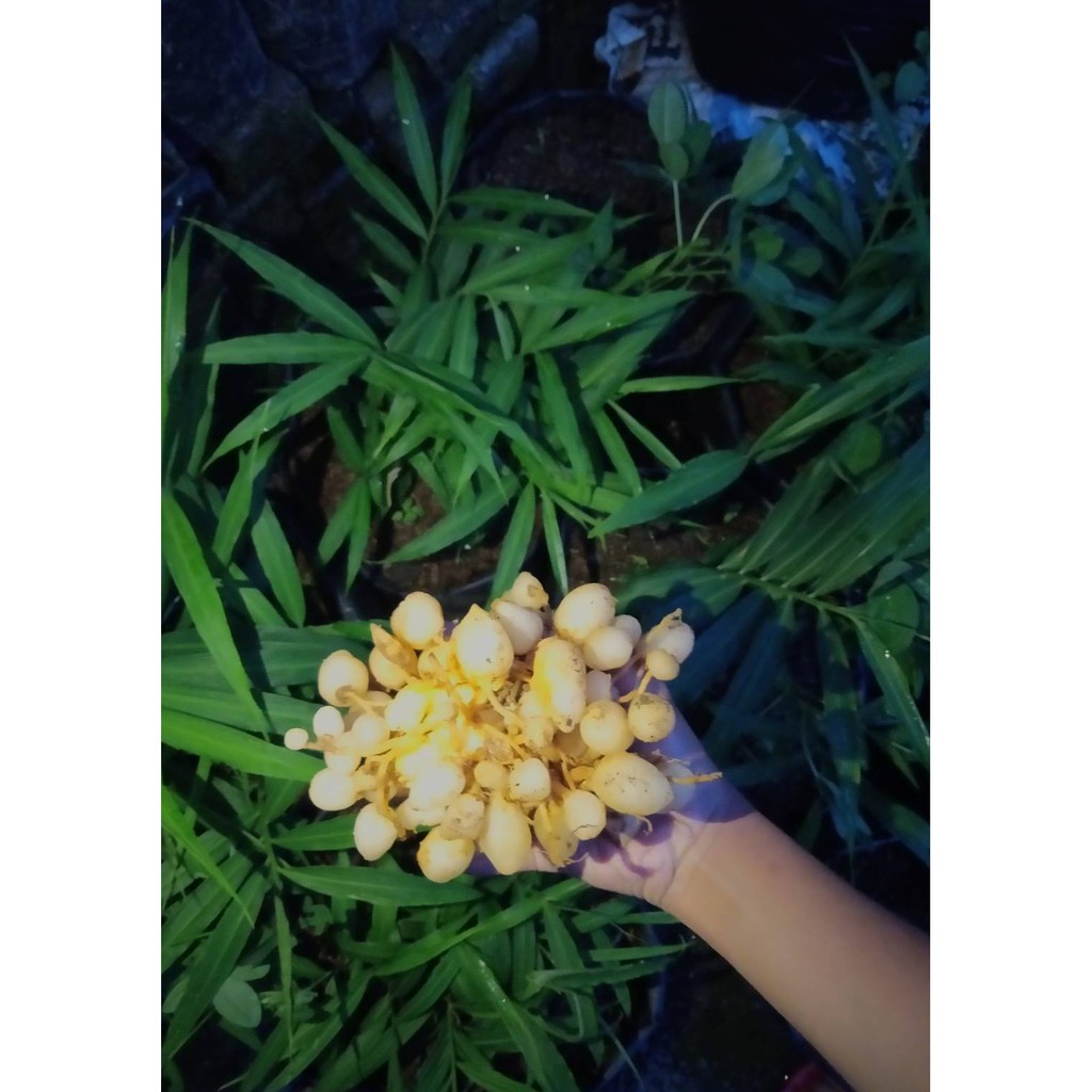 KUNYIT PUTIH SUPER 1 KG BULAT GOMBYOK SEGAR ALAMI [COD] | KUNIR PUTIH
