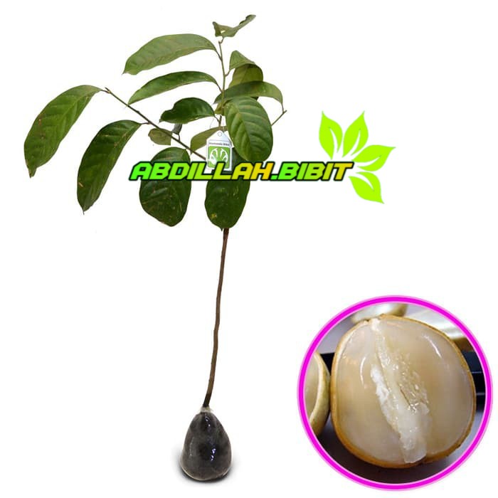 Bibit Buah Duku Palembang