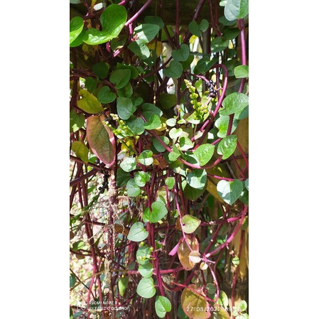 

daun binahong herbal tradisional