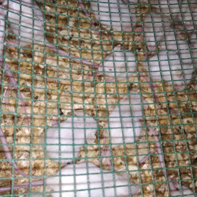 Tikus putih mencit jumper laki