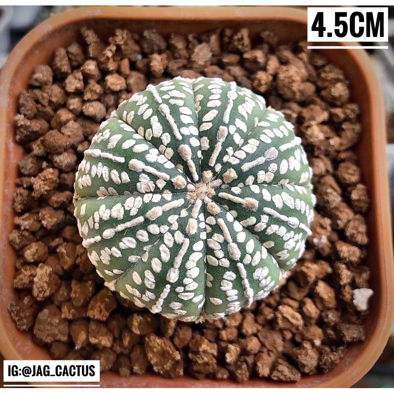 Kaktus Astrophytum asterias