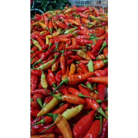 

cabai rawit merah