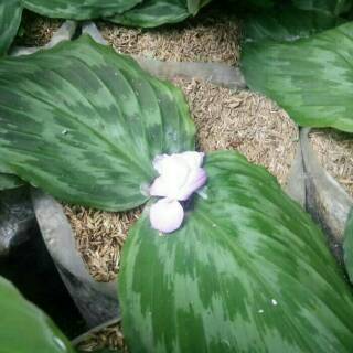 Tanaman hias calathea  merak meranti kencur  kencur  hias 