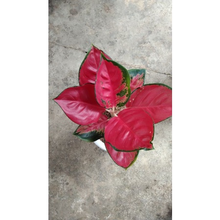 Aglaonema suksom lokal