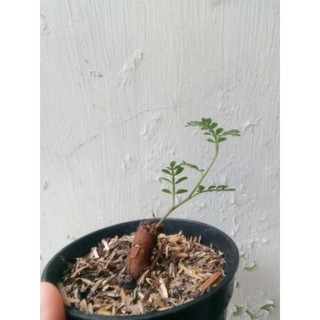 tanaman-hias-caudek-bonsai-pachypus-operculicarya