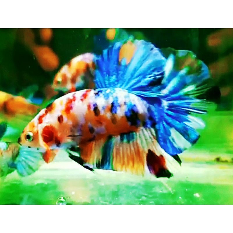 Ikan Cupang Giant Multicolor