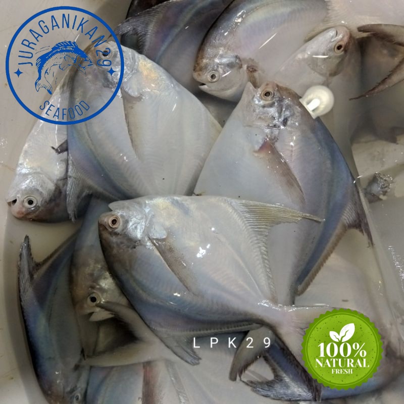 

Ikan Bawal Putih Segar Isi 2/5 Ekor 1~Kilogram