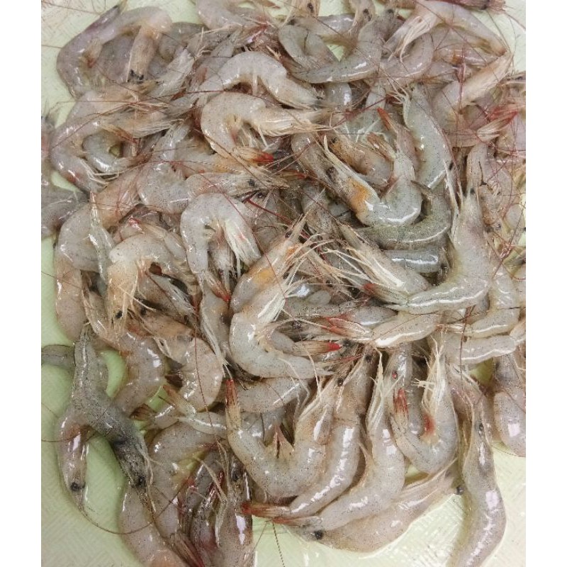 UDANG PECI SEGAR UKURAN KECIL 1KG