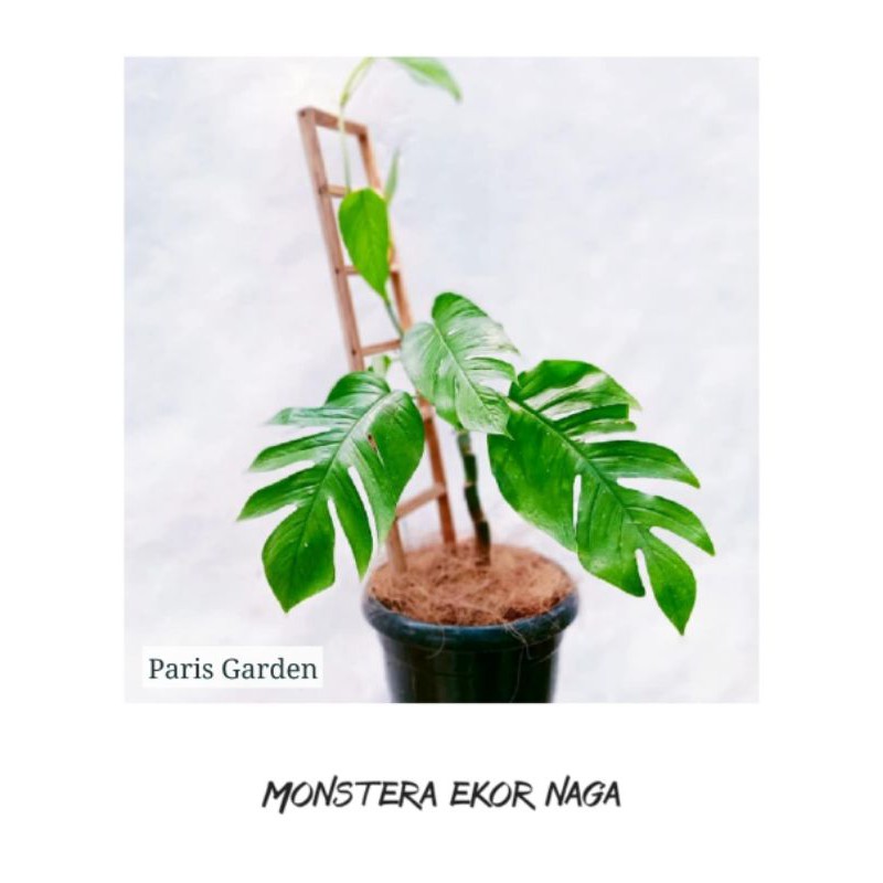 TANAMAN HIAS MONSTERA EKOR NAGA - BIBIT TANAMAN MONSTERA EPIPREMNUM PINNATUM EKOR NAGA