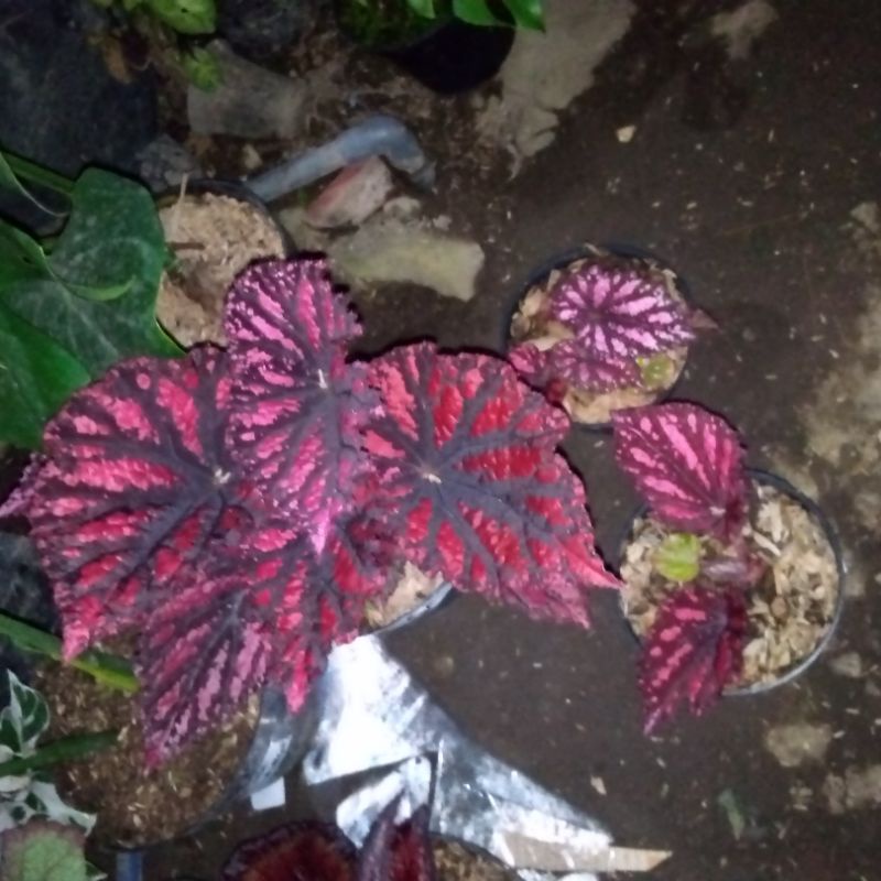 tanaman hias begonia red rek dewasa