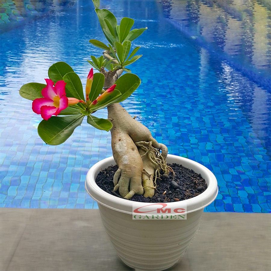 Tanaman Hias Bonsai Adenium Arabicum Obesum Kamboja Jepang B-KJ-014