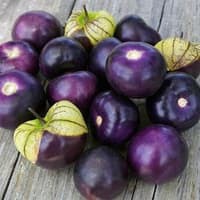 Benih Bibit Biji - Ciplukan Ungu Jumbo Purple Tomatillo Seeds