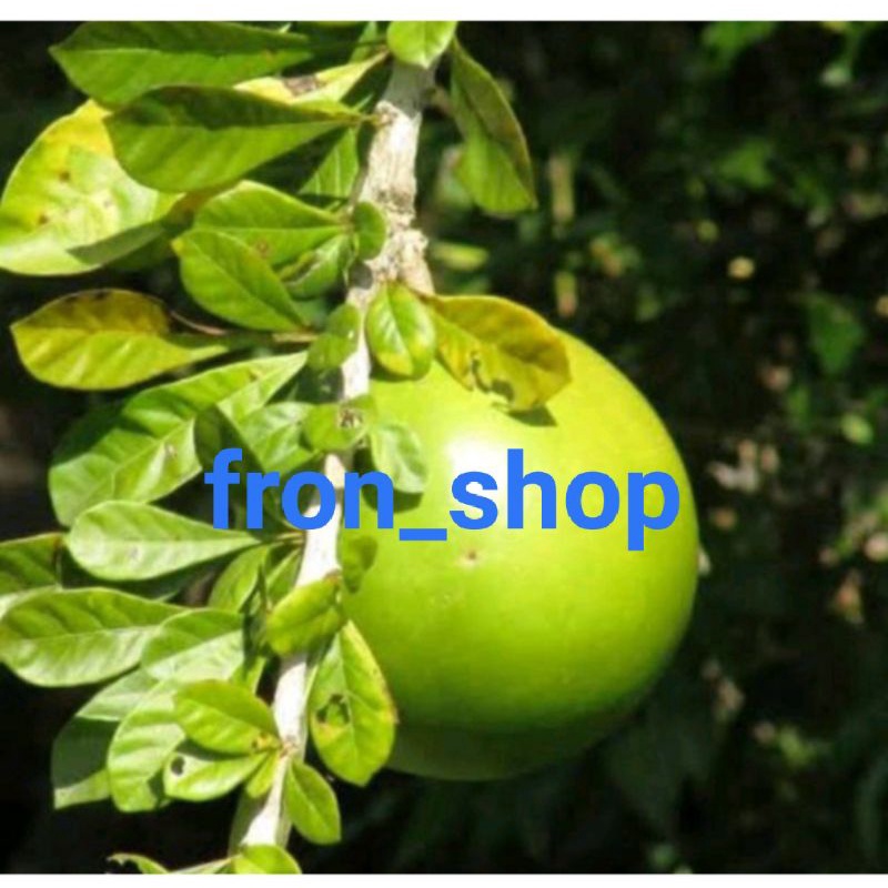 

BUAH BERENUK/GERENUK / BUAH MAJA ORIGINAL PRES SEGAR TERMURAH