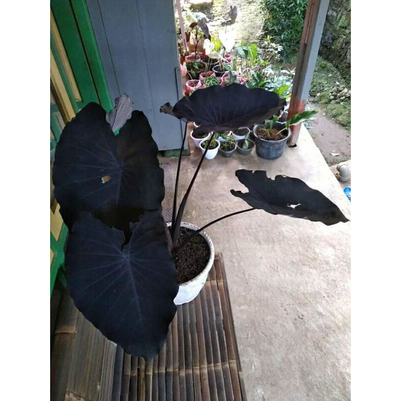 talas wulung hitam