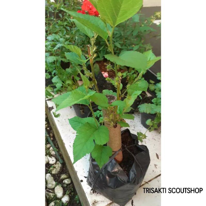 STEK MURBEI/ BUAH MURBEI/ BIBIT MURBEI/TANAMAN MURBEI/BAHAN BONSAI