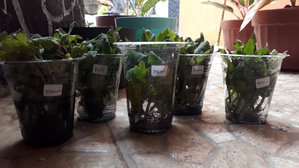 Tanaman Hias Bibit Bunga Krisan Paket 65 Pcs