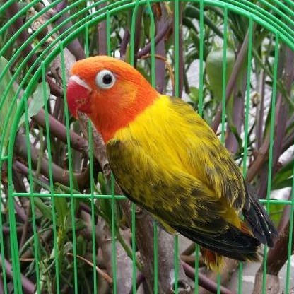 Burung Lovebird Biola Ewing Gold Paud