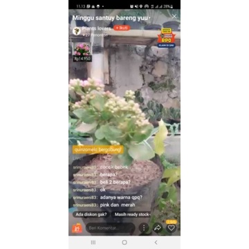 paket tanaman hias corbek (merah&pink) dan aptenia hijau 2 plants