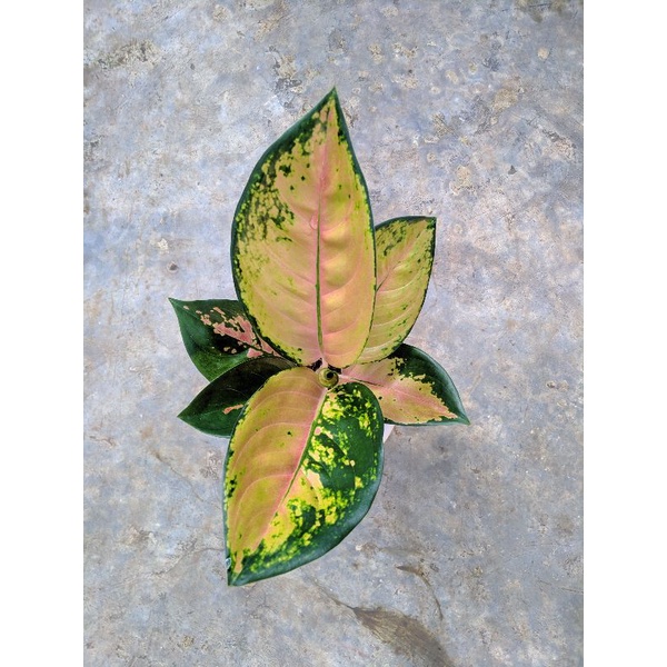 aglonema sultan brunai