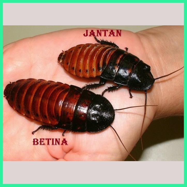 KECOA MADAGASKAR PAKET TERNAK(5JANTAN,15 BETINA)