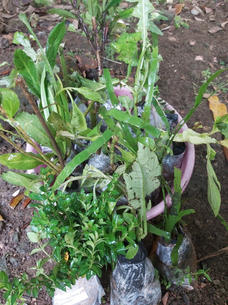 Walang Sangit Bibit Herbal Walang Sangit/tanaman Herbal Walang Sangit