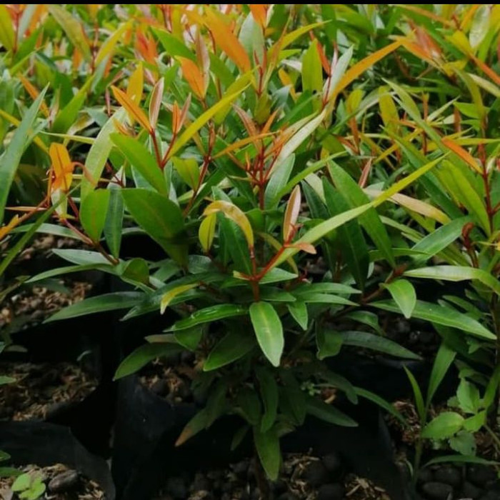 bibit pohon pucuk merah - pohon pucuk merah - tanaman hias pucuk merah