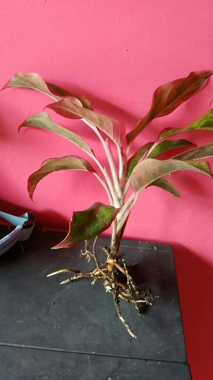 Aglonema Lipstik Siam Aurora