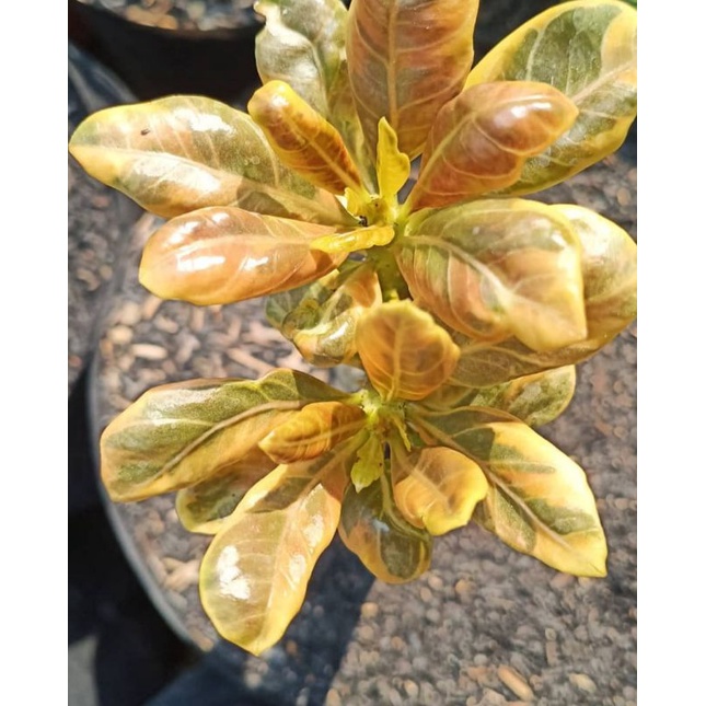 ADENIUM GRAFTING SOCOTRANUM