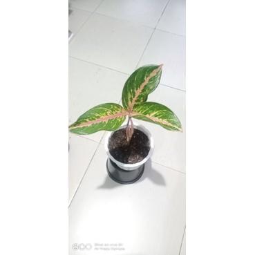 aglonema gatot koco