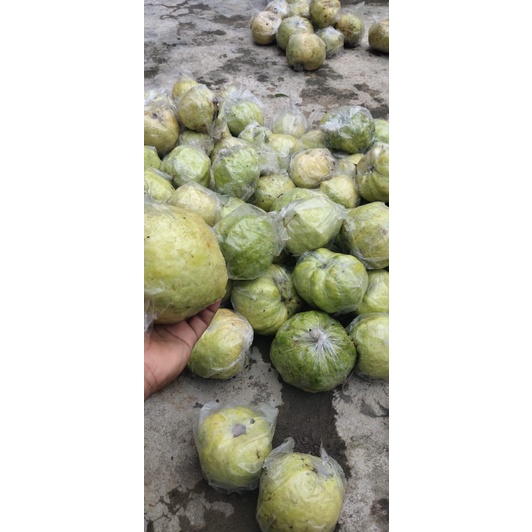 

jambu kristal asli kebumen murah meriah