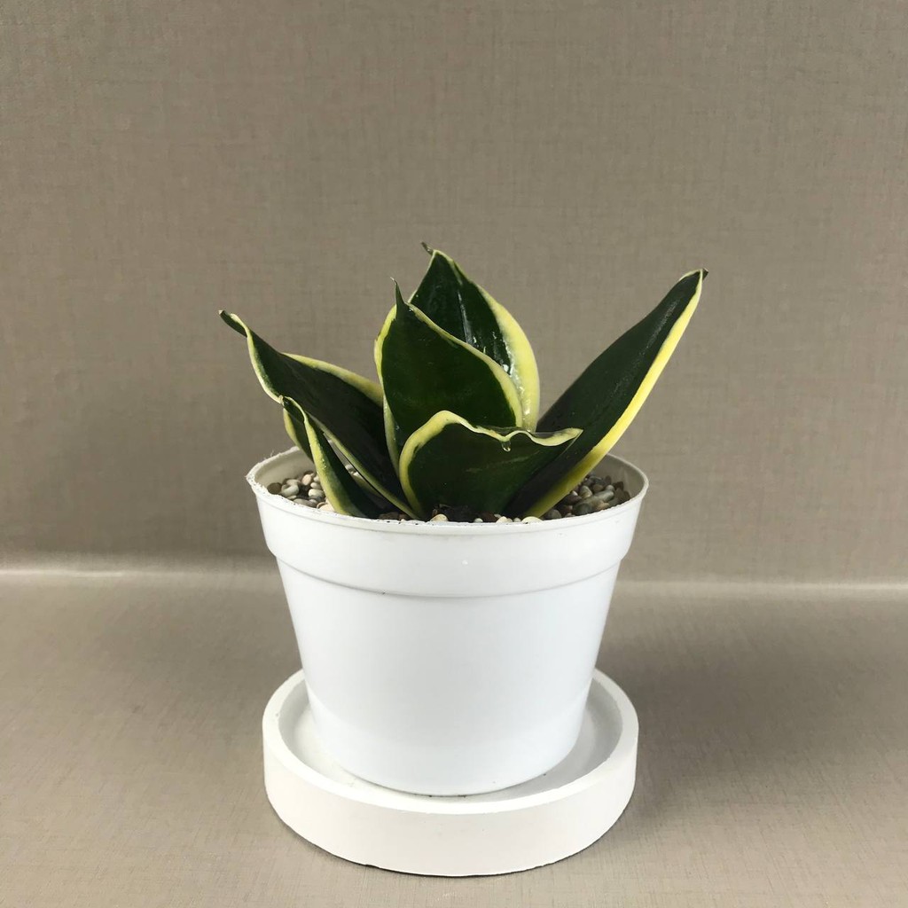 Sansevieria sansivera trifasciata pagoda, tanamam hias hidup, indoor