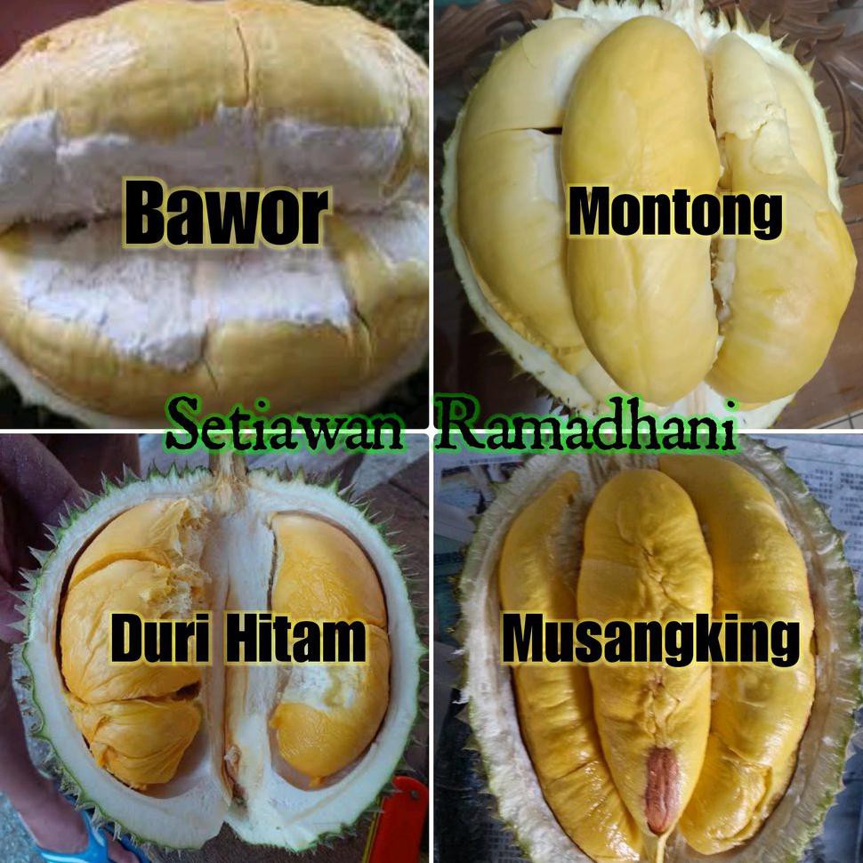 durian duri hitam vs musang king