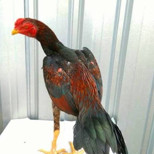 

Ayam Hidup 0,9-1kg