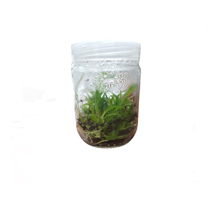 Bibit Anggrek Dendrobium Hybrid Keriting Botol Siap Tanam