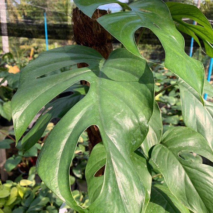 Tanaman indoor Monstera rhapidopora pertusa monstera rambat