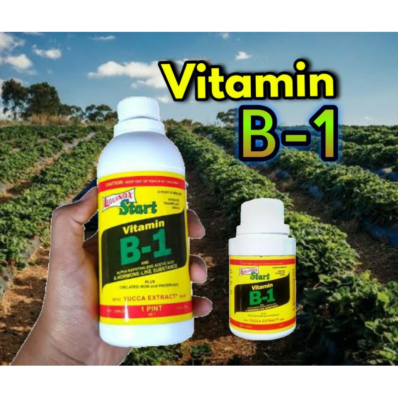 VITAMIN B1 TANAMAN / VITAMIN PERTUMBUHAN TANAMAN/ Vitamin tanaman
