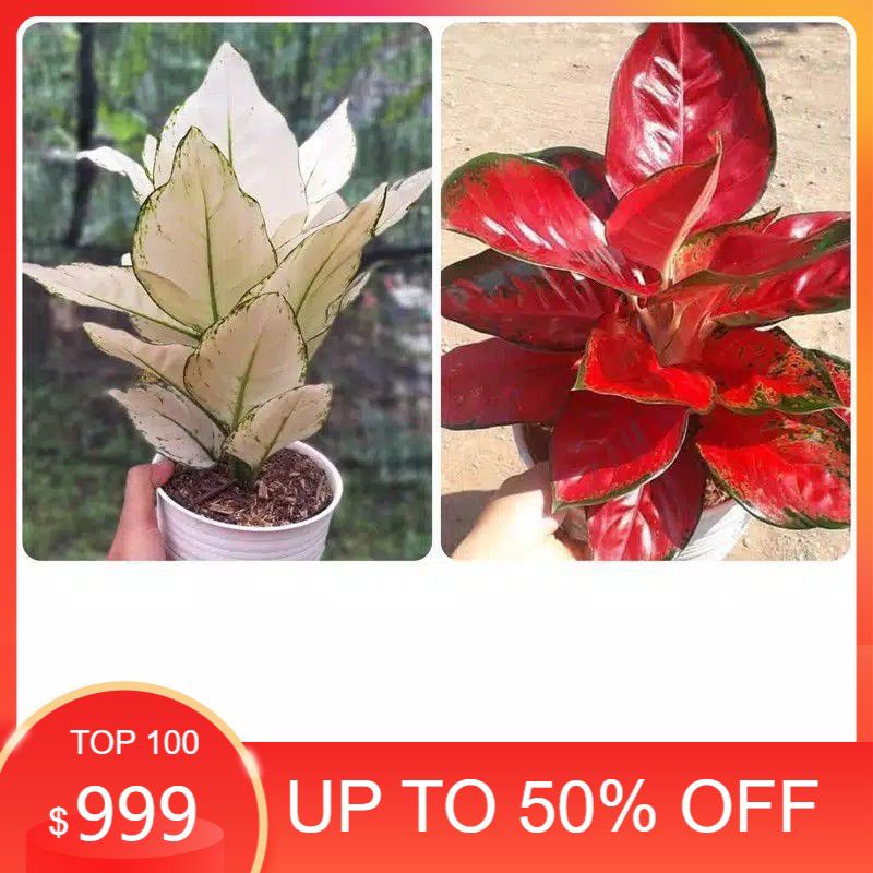 PROMO!!! 2PAKET Bonggol bunga aglonema Suksom Jaipong dan Super White