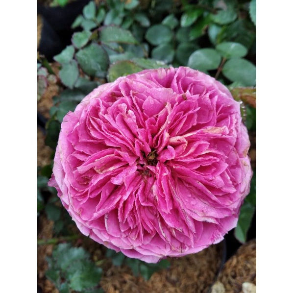 plant mawar import id yuzen