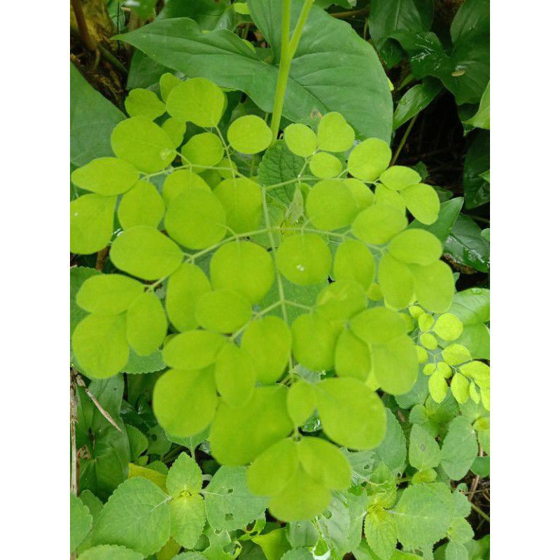 

DAUN KELOR SEGAR SIAP MASAK 50 gram