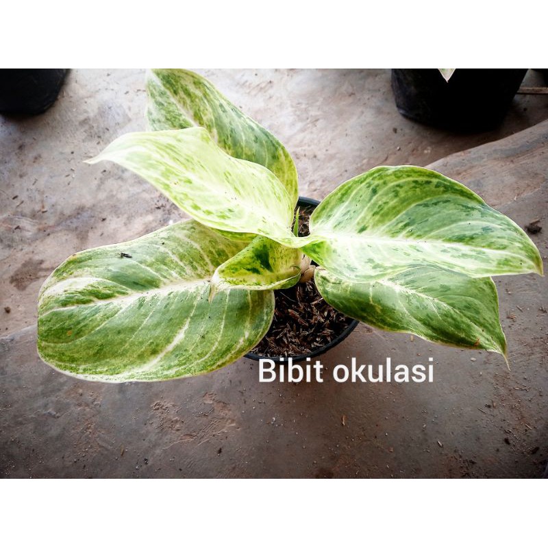 aglonema silver queen