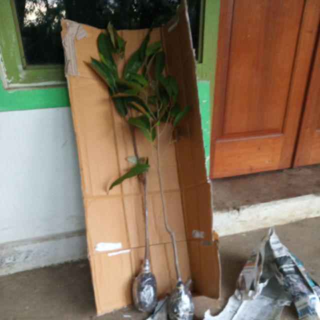 Bibit Durian Montong