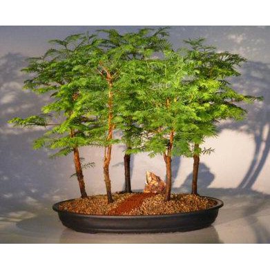 Benih Biji Bonsai Metasequoia Impor. Edvinc99 Ayo Order