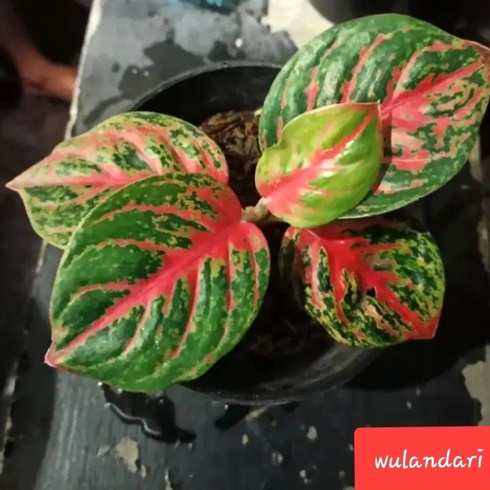 anakan aglonema wulandari ..