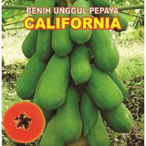 

biji/benih/bibit buah pepaya california /20 biji