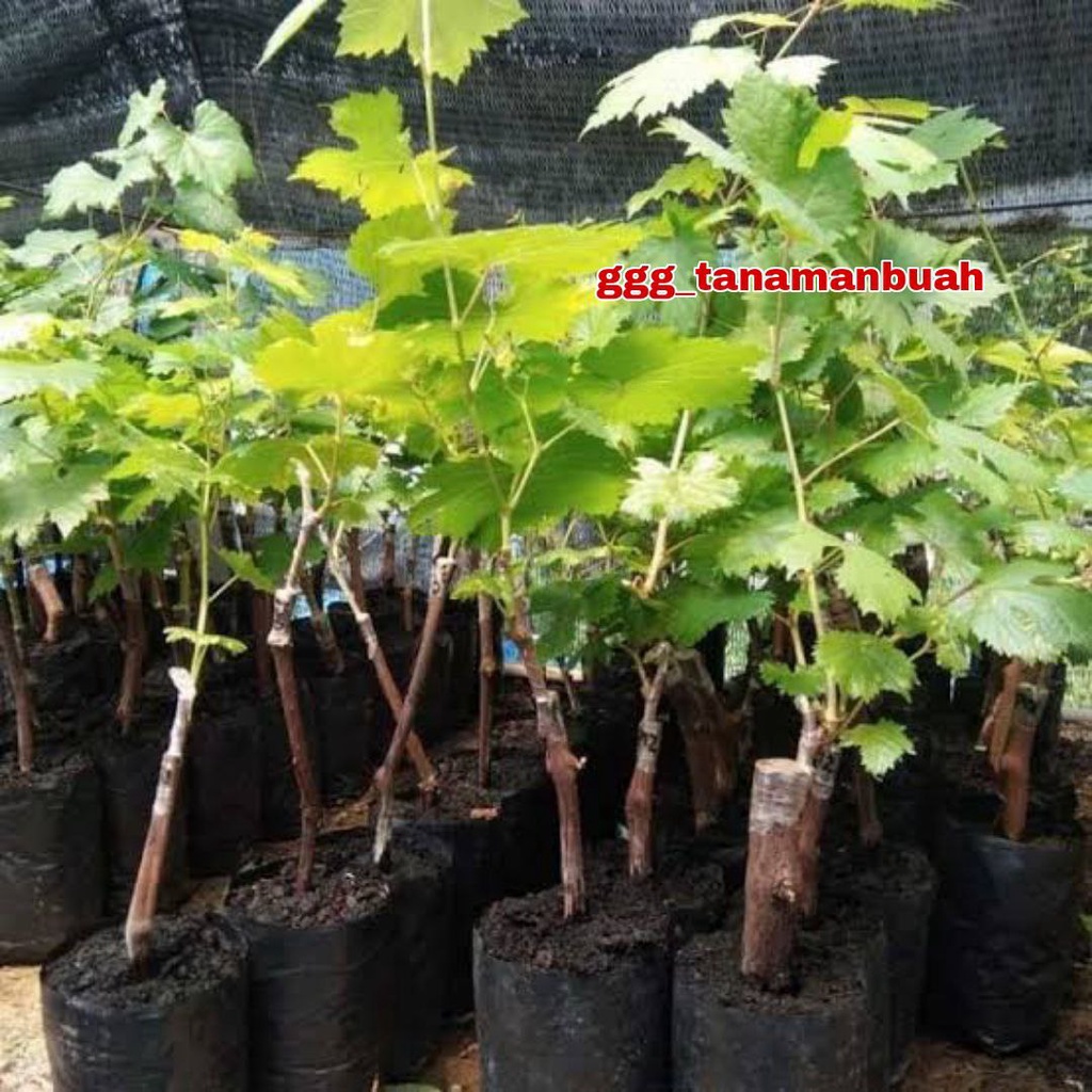 Bibit Anggur Import Moondrop Asli Grafting Siap Berbuah